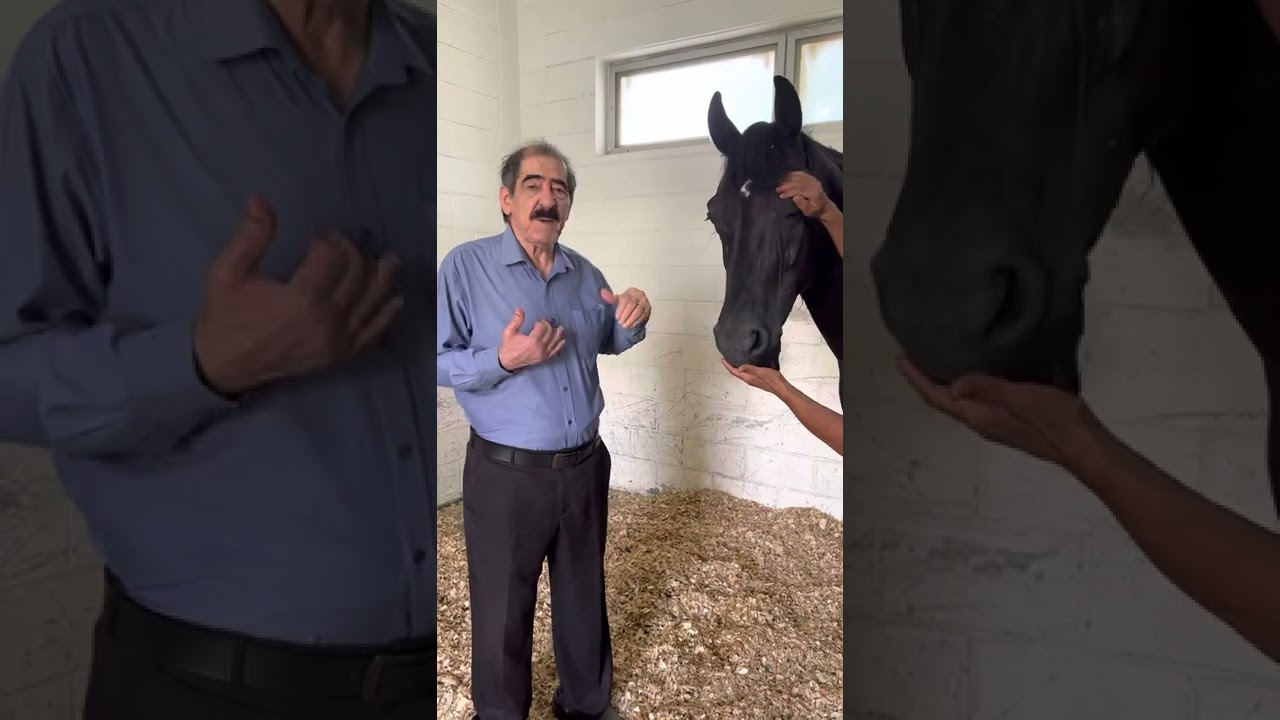 سوالف عن تغذية الفرس اللاقح