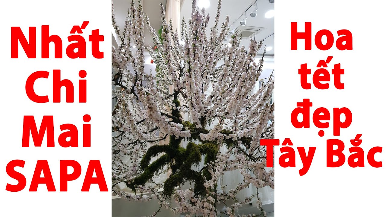 NGHỀ CỦA TÔI - NHẤT CHI MAI SAPA - LAN TRẦN MỘNG SAPA