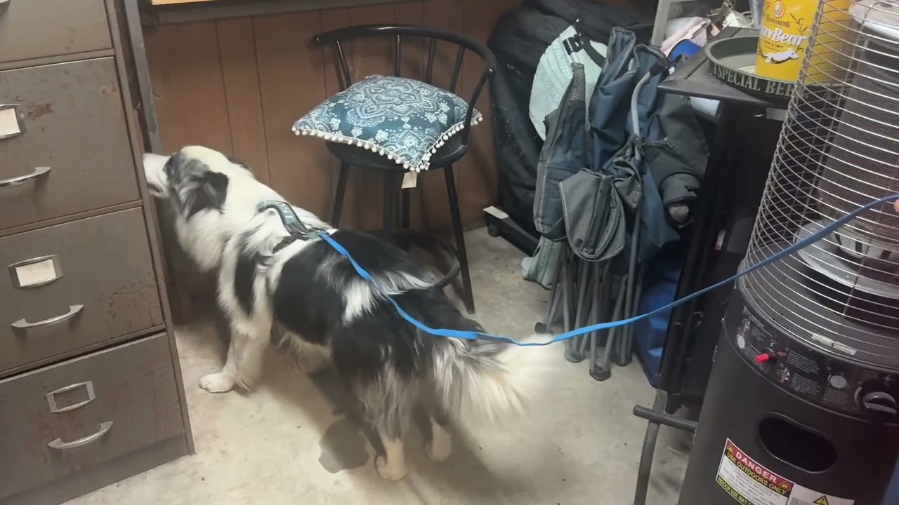Boost Scentwork searches 31/1/26