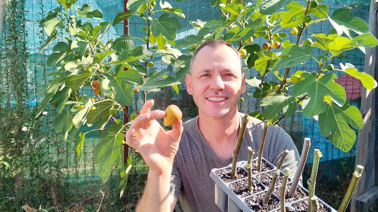 Inmultirea Smochinului prin butasi!