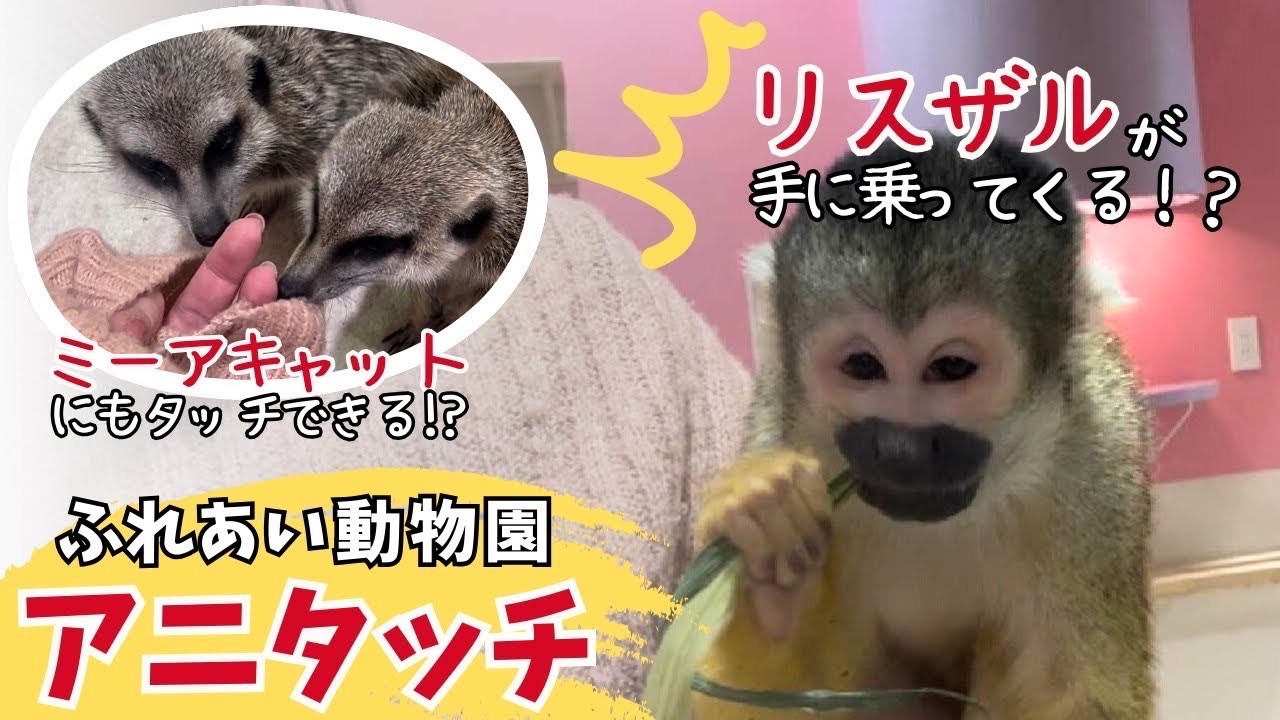 【アニタッチお台場】必見！動物との距離が神レベルな動物園へ行ってみた