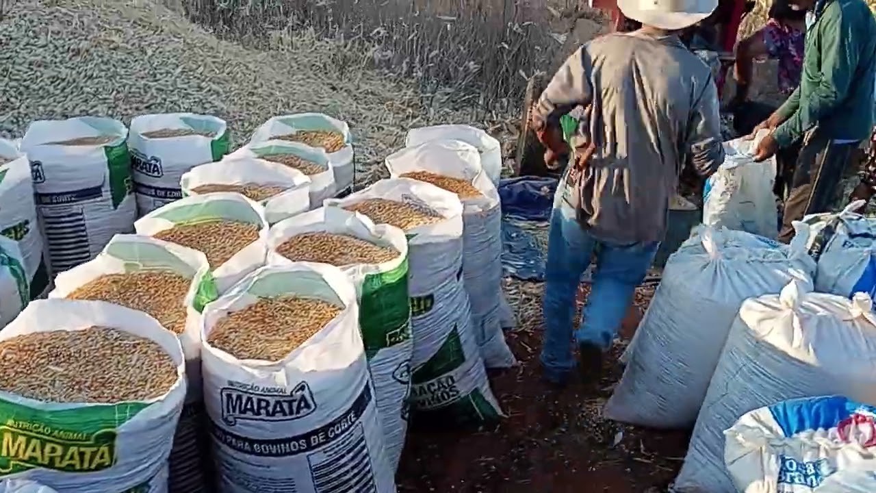 disbulha de milho 🌽🌽🙏