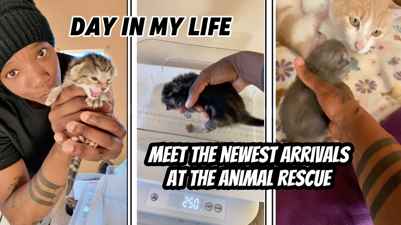The Newest Arrivals at the Animal Rescue | Meet & Greet | My First Kitten Weigh In