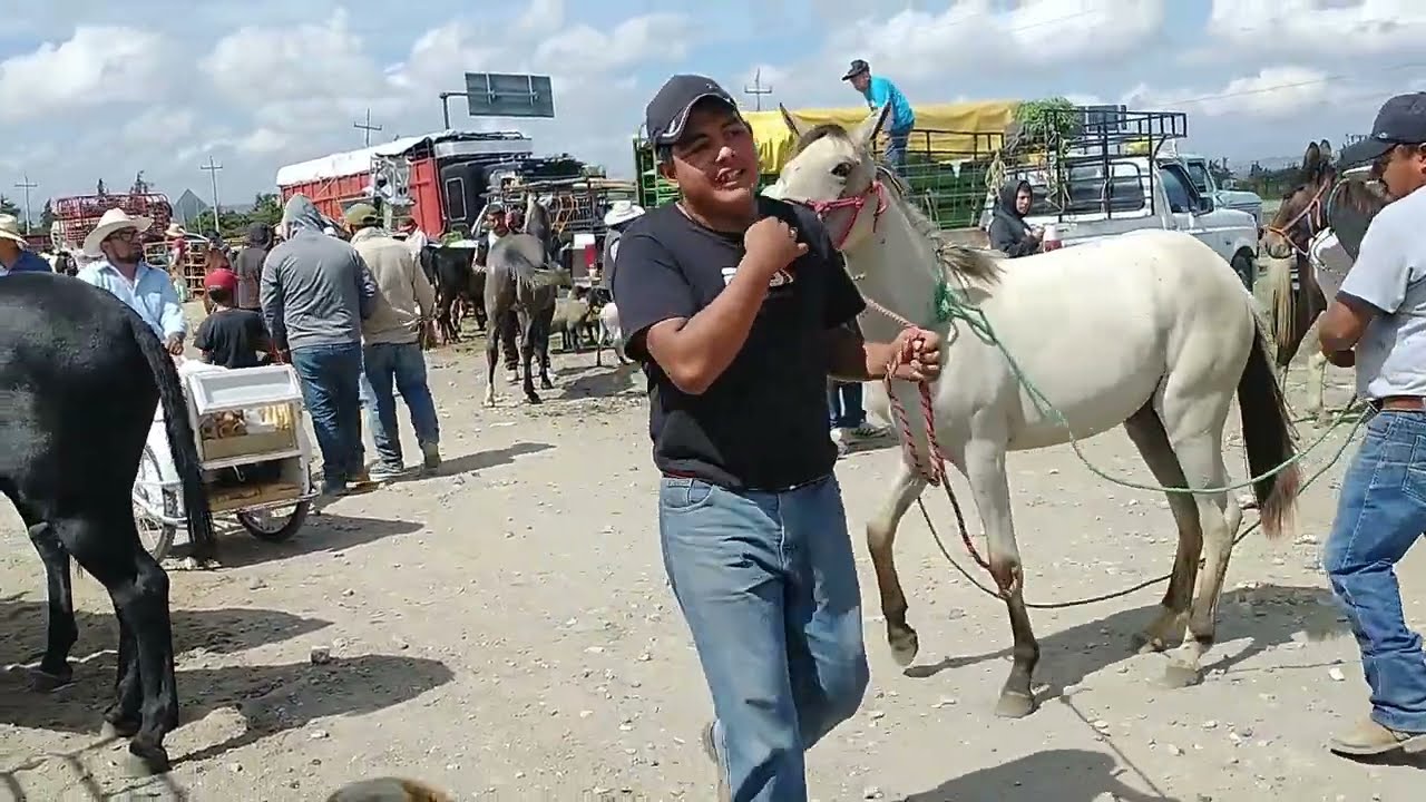 plaza ganadera Esperanza  Caballos -CUACOS -BURROS -MULAS Y MAS @ElRanchoyyoTagDominguez