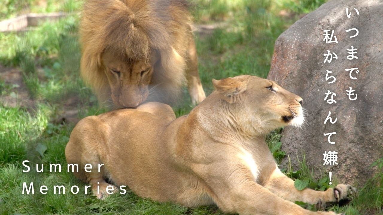 「Summer Memories」オリトとイオの夏の思い出は… 旭山動物園の若きライオン物語【Young lion love story】