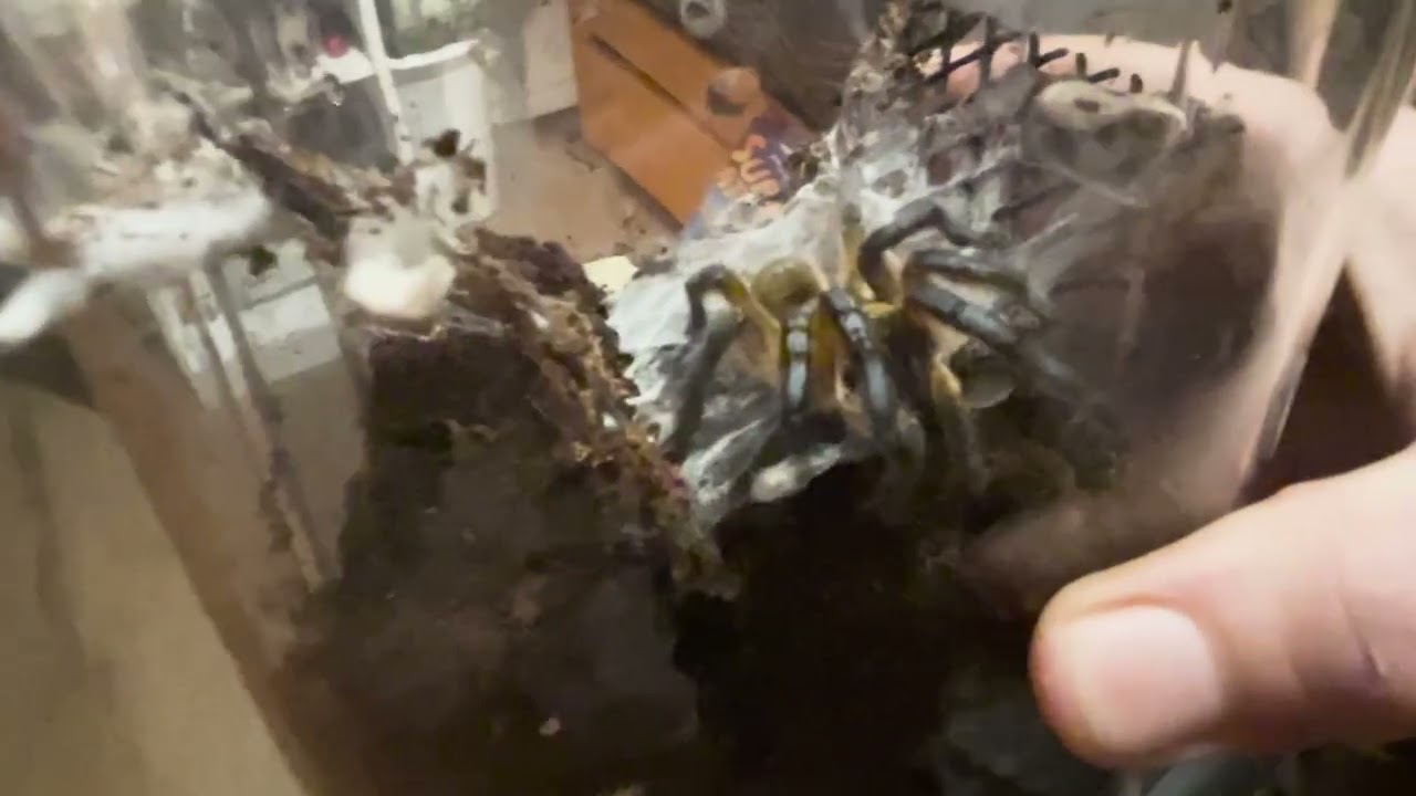 Mold in Blueberry's Habitat!