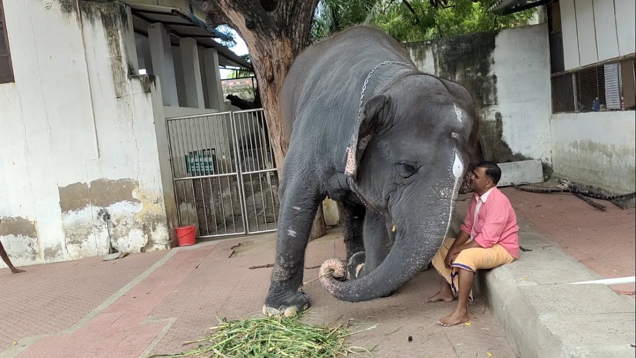 பாகன் சொல் கேட்டு குழந்தை போல் ஆடும் திருசெந்தூர் கோவில் யானை | Thiruchendur Temple Elephant