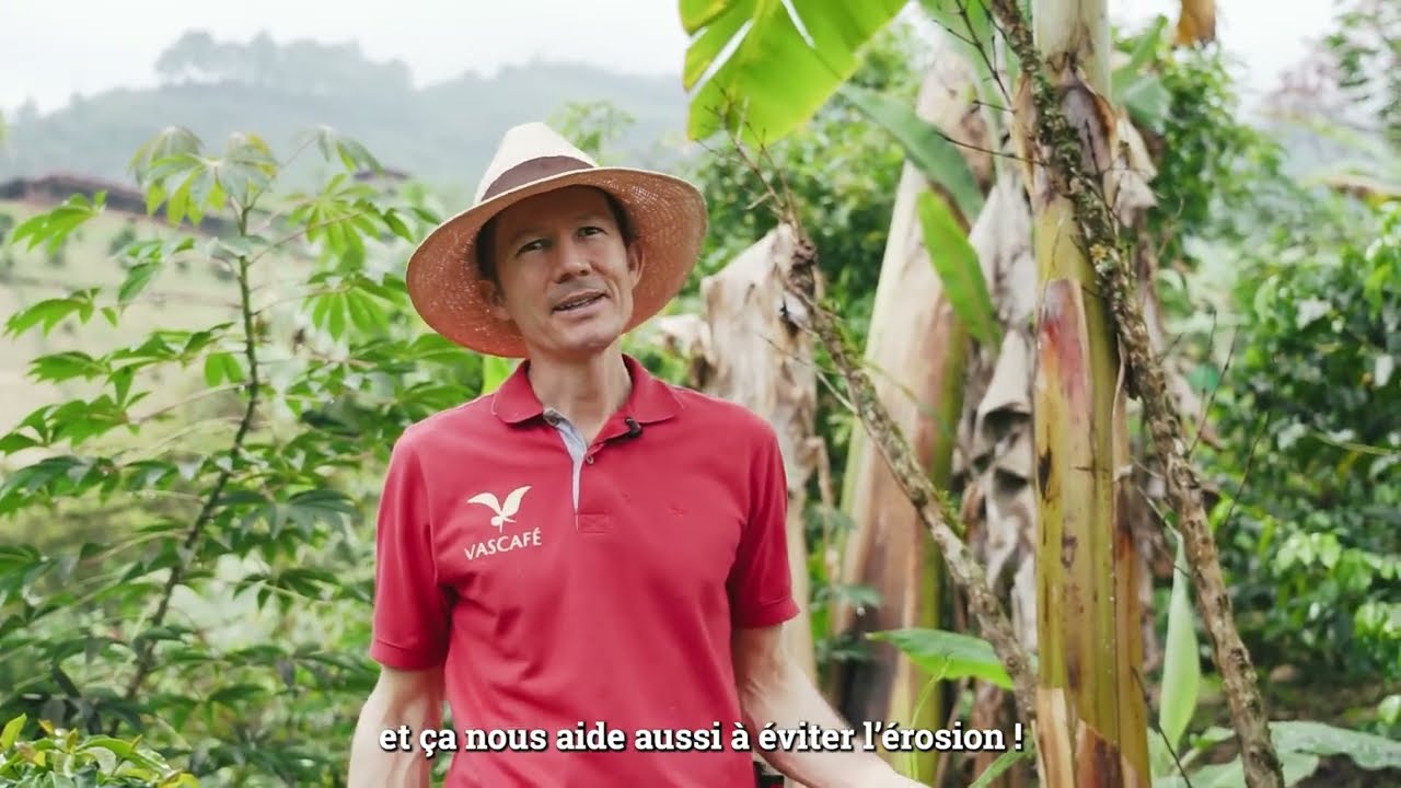 Au cœur des plantations de café en Colombie