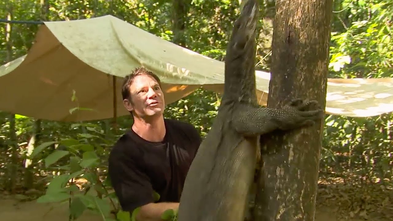 Water Monitor Climbs a Tree | Deadly 60 | Series 2 | BBC Earth