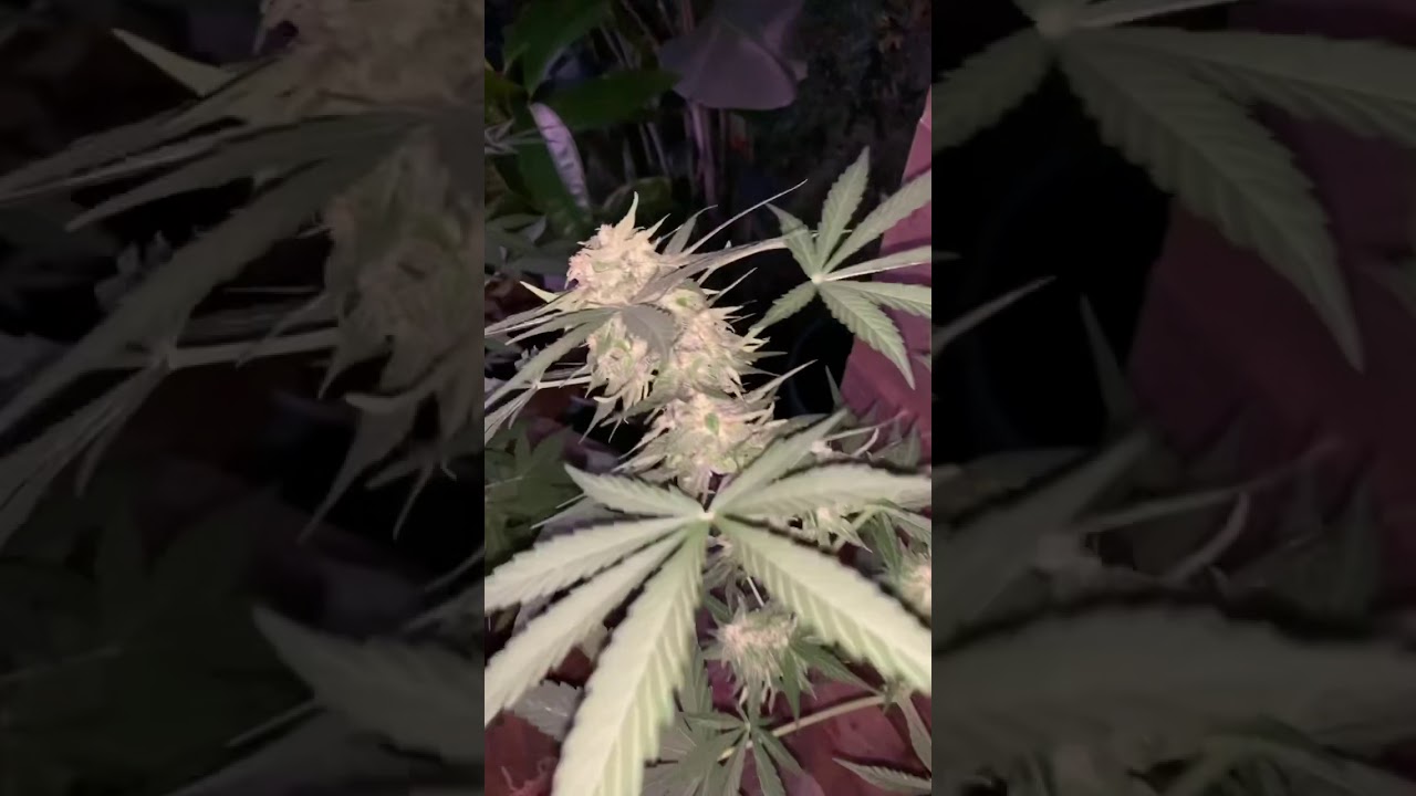 Big Bud 🥵🦾 Pineaple express 🍍