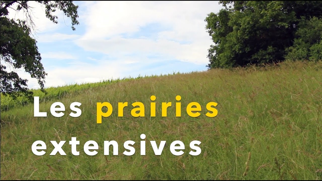 Prairies extensives et surfaces de promotion de la biodiversité