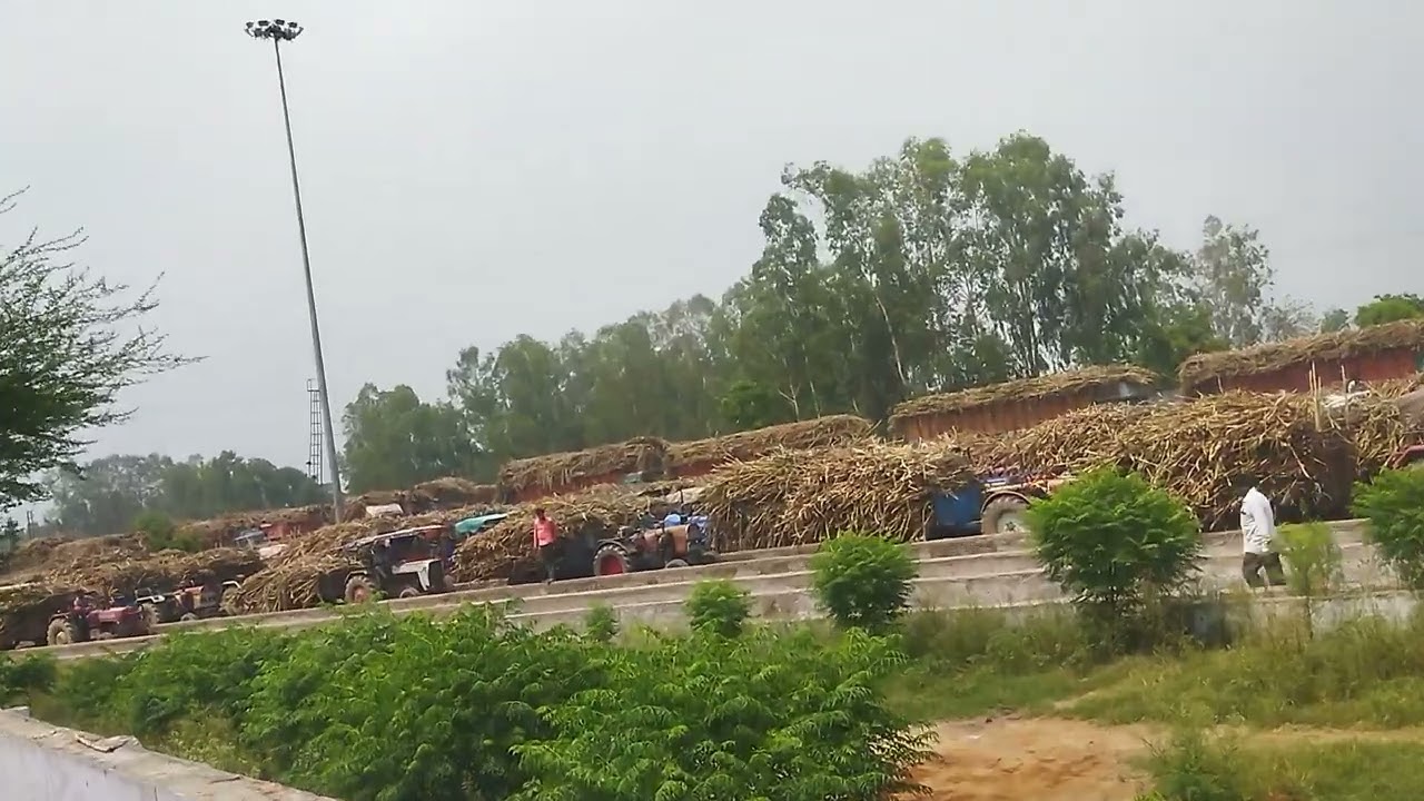 Dhampur Sugar mil #dhampur #sugar #ganna 2023 सत्र
