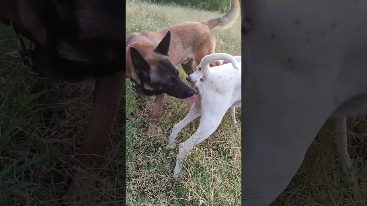 #shorts #doglife #puppy #malinois #animals #india #indonesia #brasil