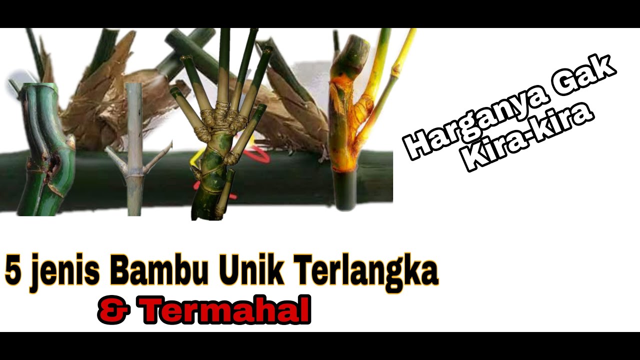 5 jenis bambu unik terlangka||bambu unik paling mahal yang sulit dicari salah satunya bambu petuk