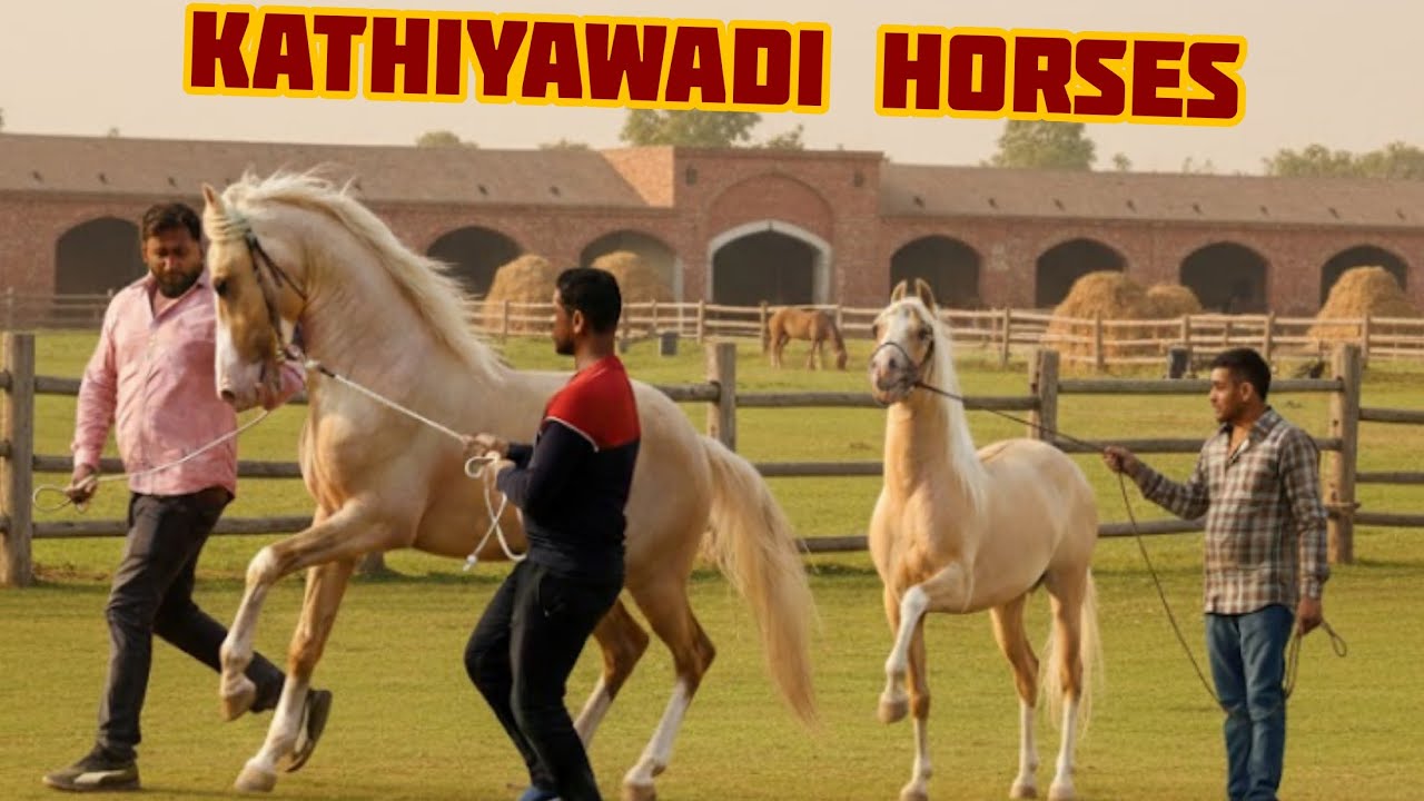 Top Kathiyawadi Horses one of the best horse  breed of india काठियावाड़ी घोड़े 