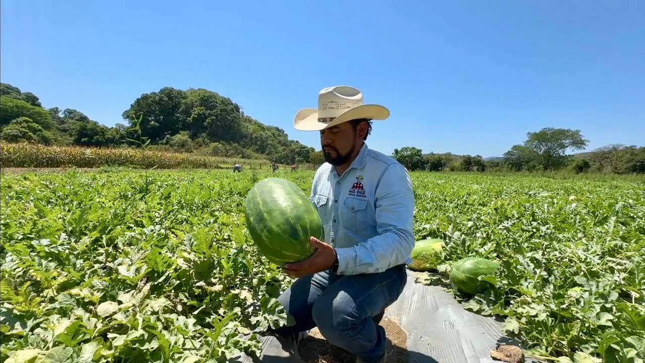 Cosechando Sandías De la Variedad Scarlet - Putla Oaxaca