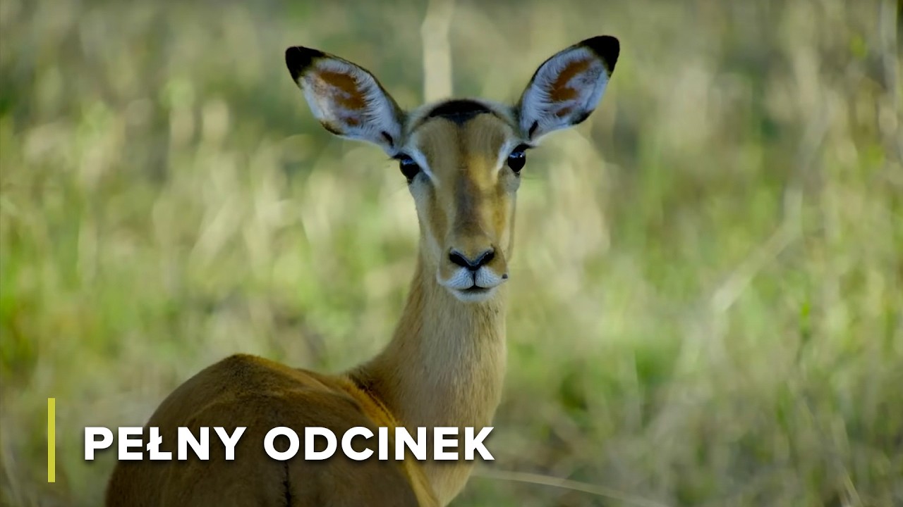 Drapieżnik kontra Ofiara: Łańcuch Pokarmowy Afrykańskiej Sawanny | Ikony Dzikiej Przyrody 105