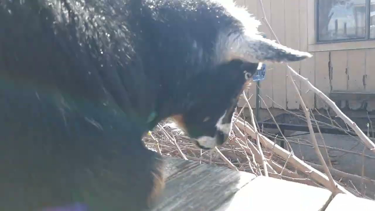 Do Nigerian dwarf goat wethers eat sticks?