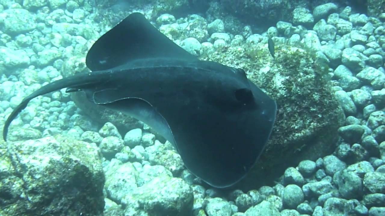 2011_07_Hachijoujima_diving