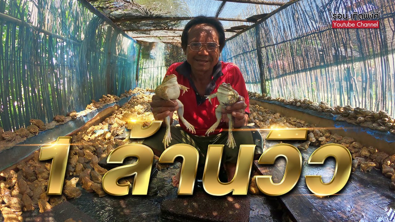มองโลกกลับหัว Ep.1 | เลี้ยงกบ อาชีพเสริมสร้างรายได้หลักแสน #การเลี้ยงกบ #กบ #เกษตรกร #รายได้เสริม