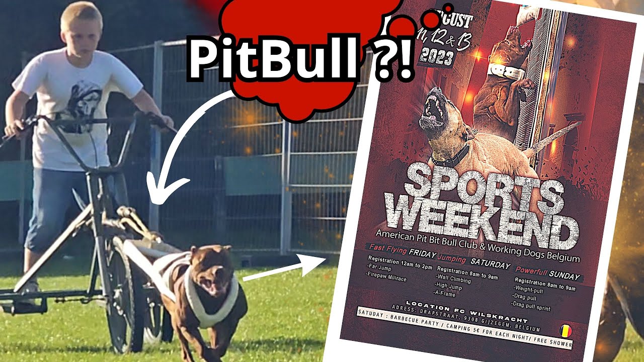 SPORTS WEEKEND 2023 : Pitbull, Staf, Stafford,... [ BELGIQUE  / Odin & Gotham...]