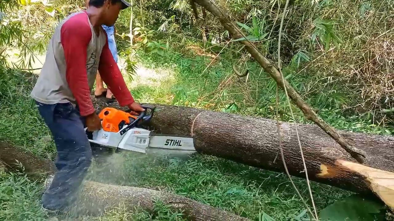 Monster saw vs litlle tree, STIHL ms 881 chainsaw.