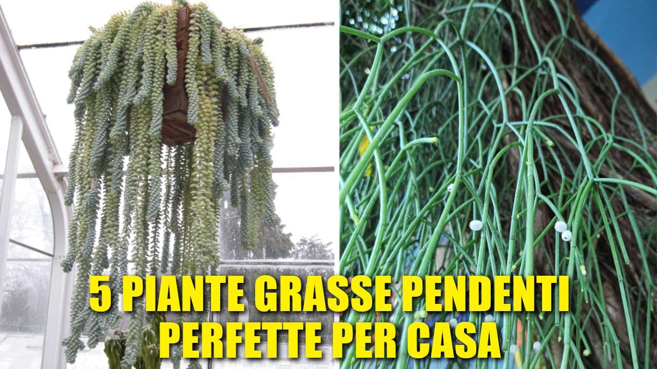 5 Piante Grasse Pendenti Perfette per la Casa