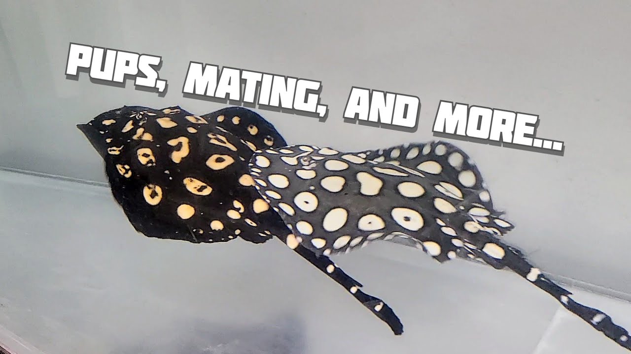 Super White Hybrid Stingray Pups Born followed by Breeding