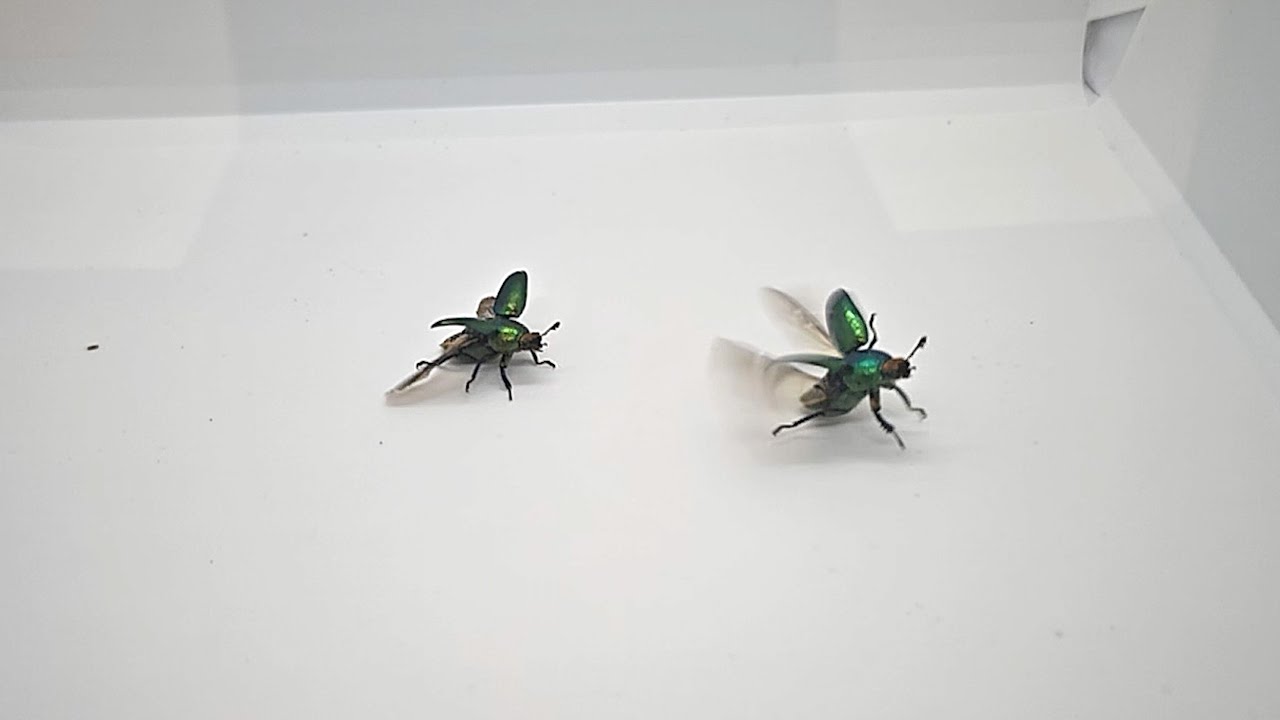 Flying Female Jewel Stag Beetle (Lamprima adolphinae)