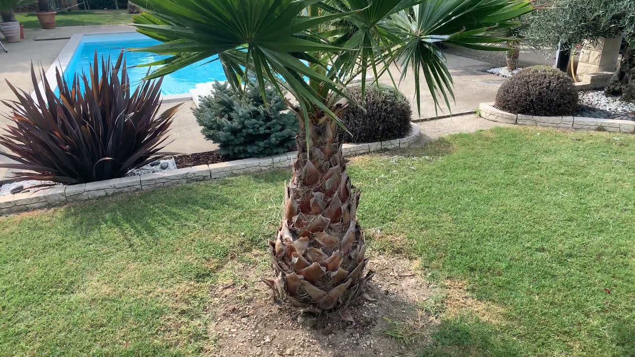 palmier wahingtonia robusta après 4 mois de plantation