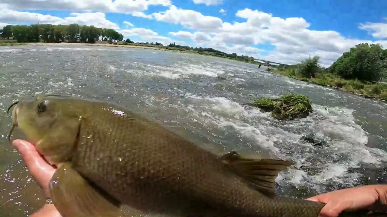 Pêche en Loire Silure et record aspe et barbeau au leurre