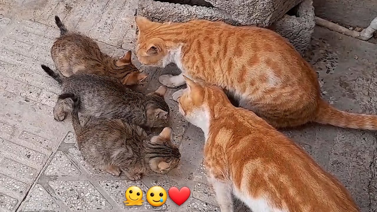 🥲🫠🐾 #cat #kitten #colonelkkjϟ #cute #cutecat #animals #funny #rㅤgm #kitty #sɪᴛᴛɪɴɢ 