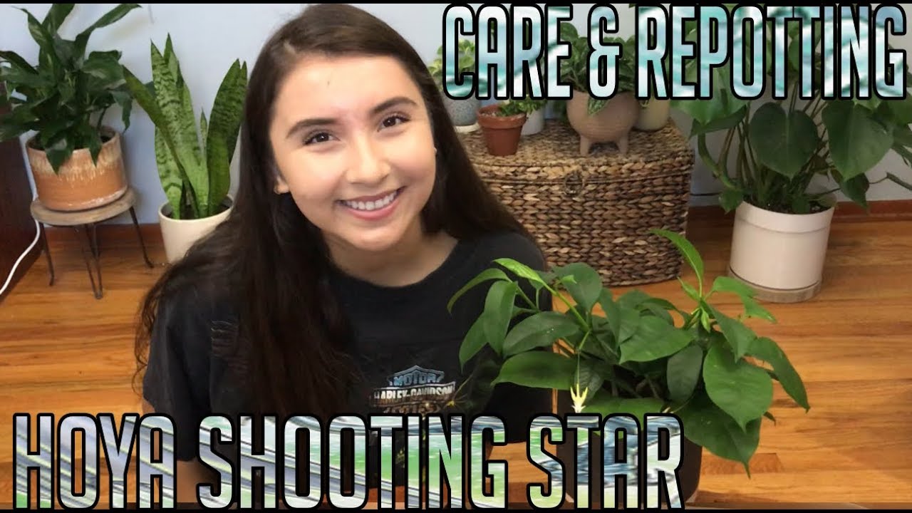 Hoya Shooting Star | Houseplant Care