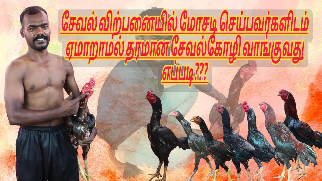 ஏமாறாமல் தரமான சேவல்கோழிகள் வாங்குவது எப்படி #tamilnaduaseel #scamalert  @TN31DANGERASEELS