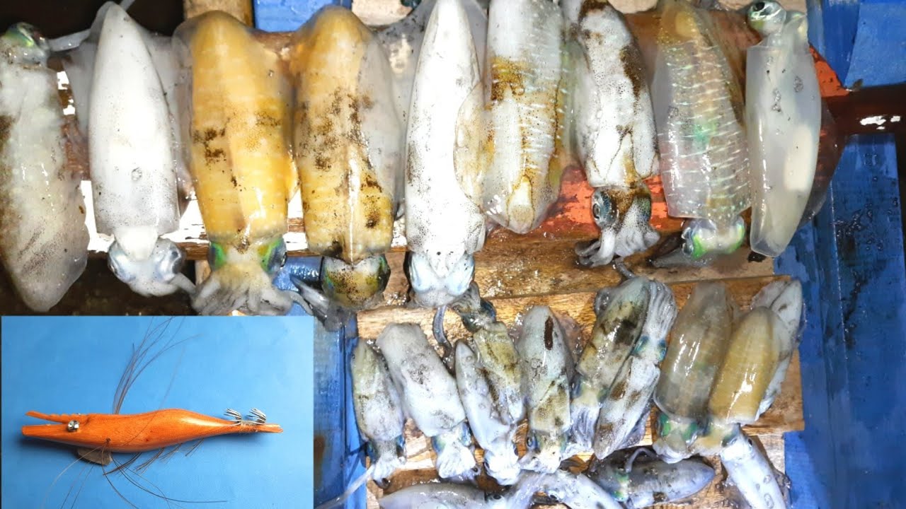Cumi Itu Buta Warna....?? Uji Coba Squid Jig || Umpan Cumi Tanpa Menggunakan Cat Pewarna-Angler Cumi