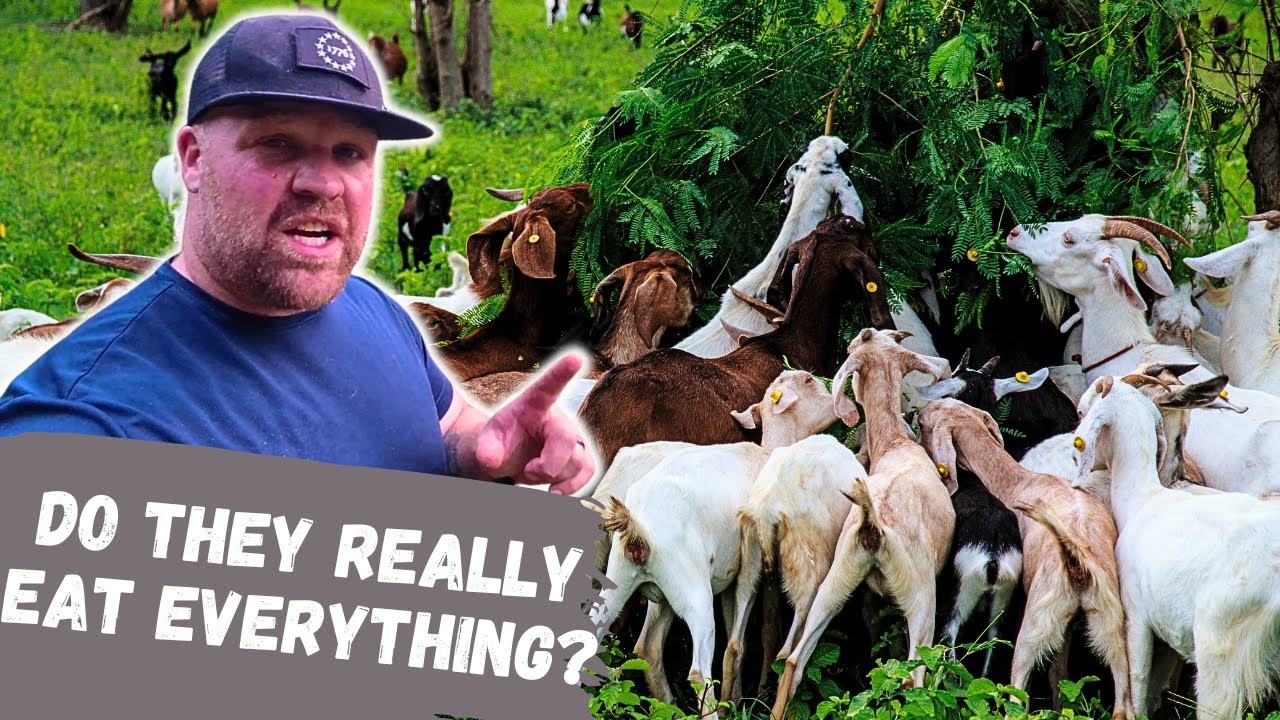 Why Do Goats Eat Everything?