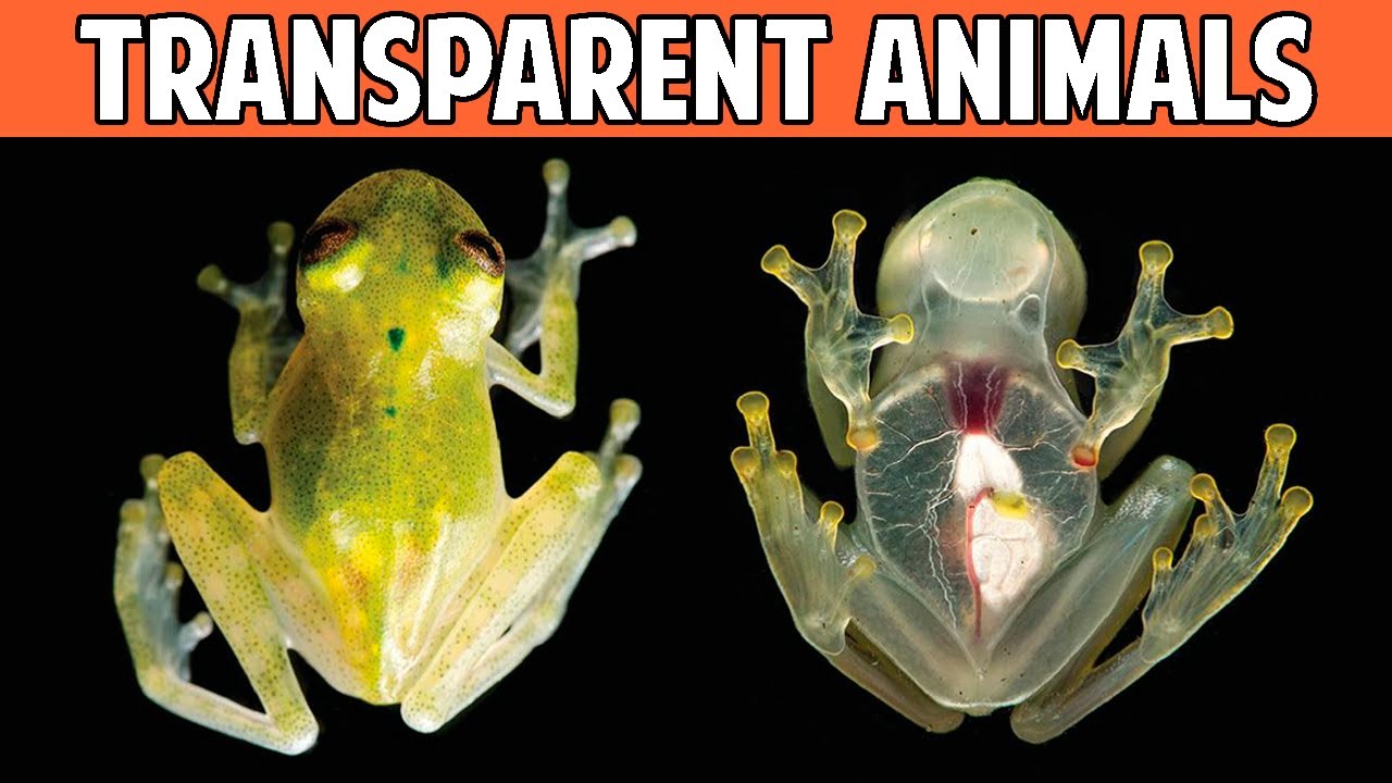 10 MOST TRANSPARENT And INVISIBLE Animals In The World 🕵