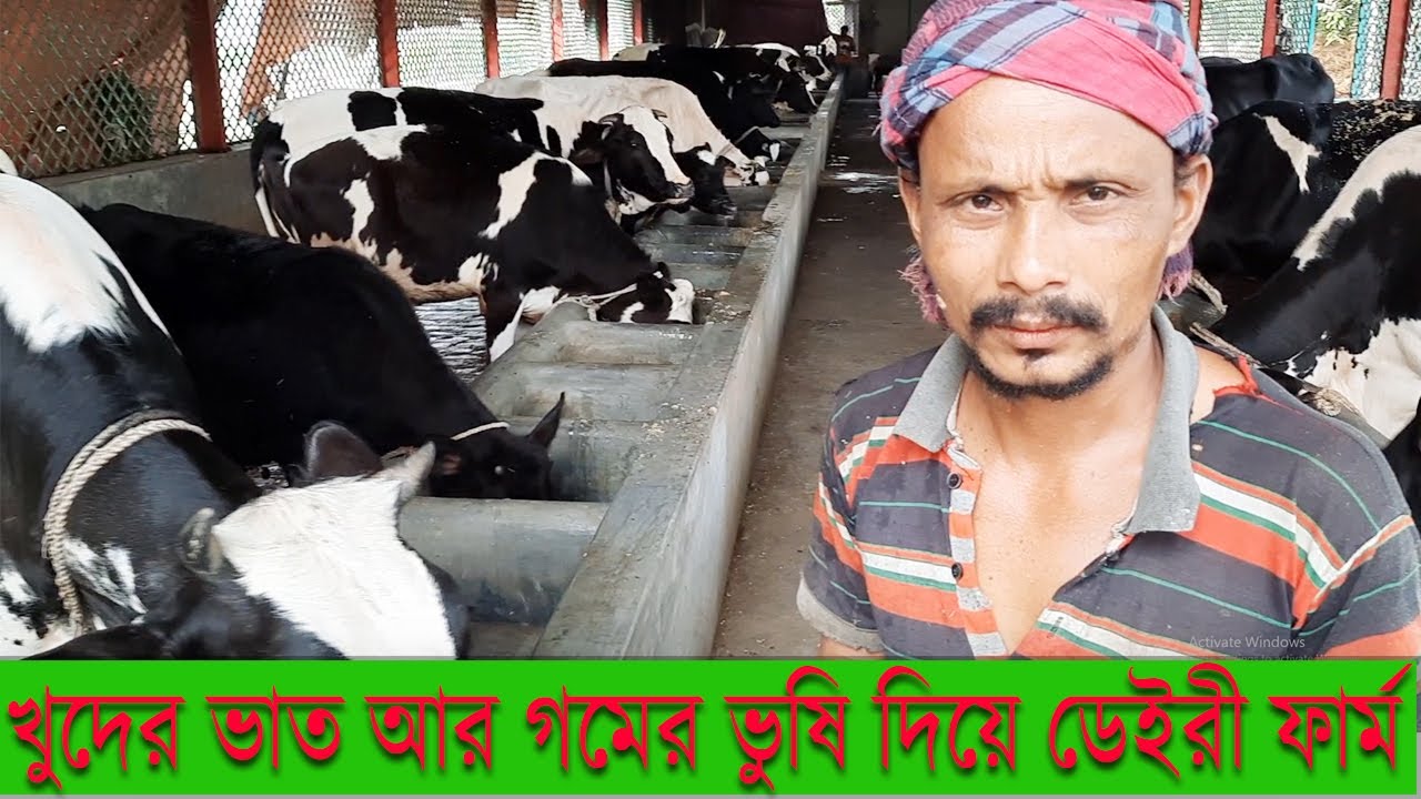 শুধুমাত্র খুদের ভাত আর গমের ভুষি দিয়েই ডেইরী ফার্ম পরিচালনা করেন চৌধুরী সাহেব
