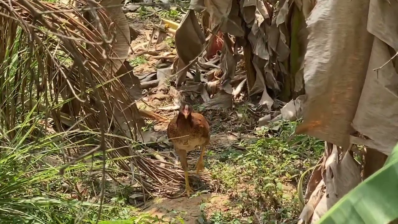 Chicken 🐔 video in Cambodia #chicken #video #cambodia