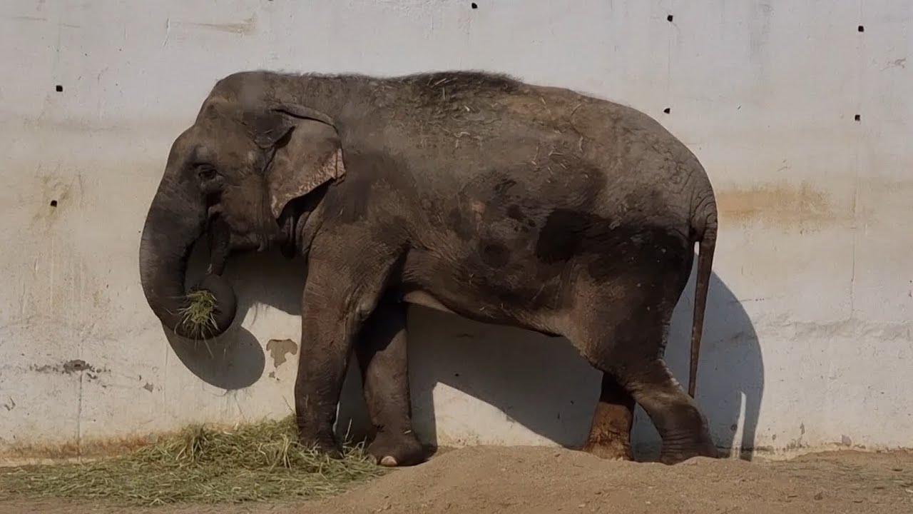 오늘 코순이의 모습 #아시아코끼리 #elephant #달성공원 
