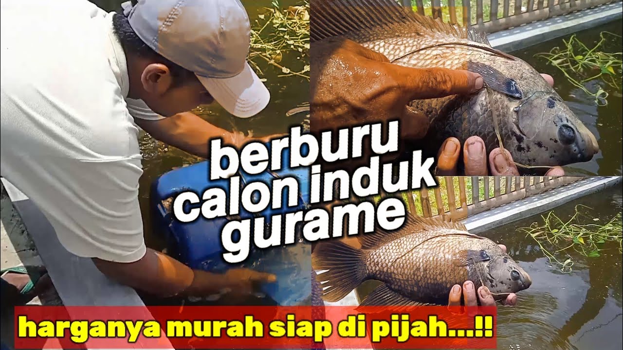 Berburu Calon Induk Gurame Baru!! Harganya Murah Siap di Pijah..?