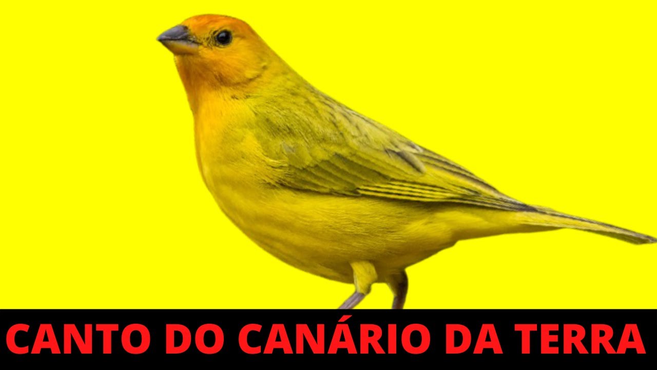 1 HORA DE CANTO DO CANÁRIO DA TERRA NA NATUREZA