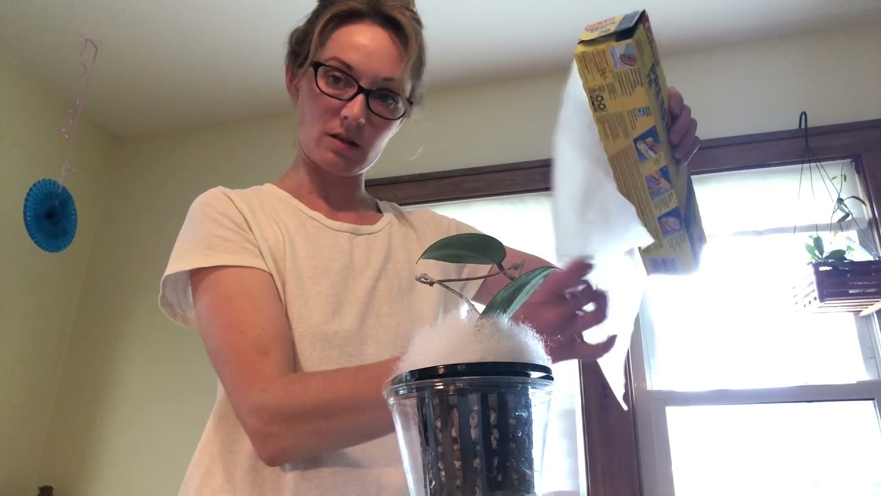 Packing hoya cuttings to ship