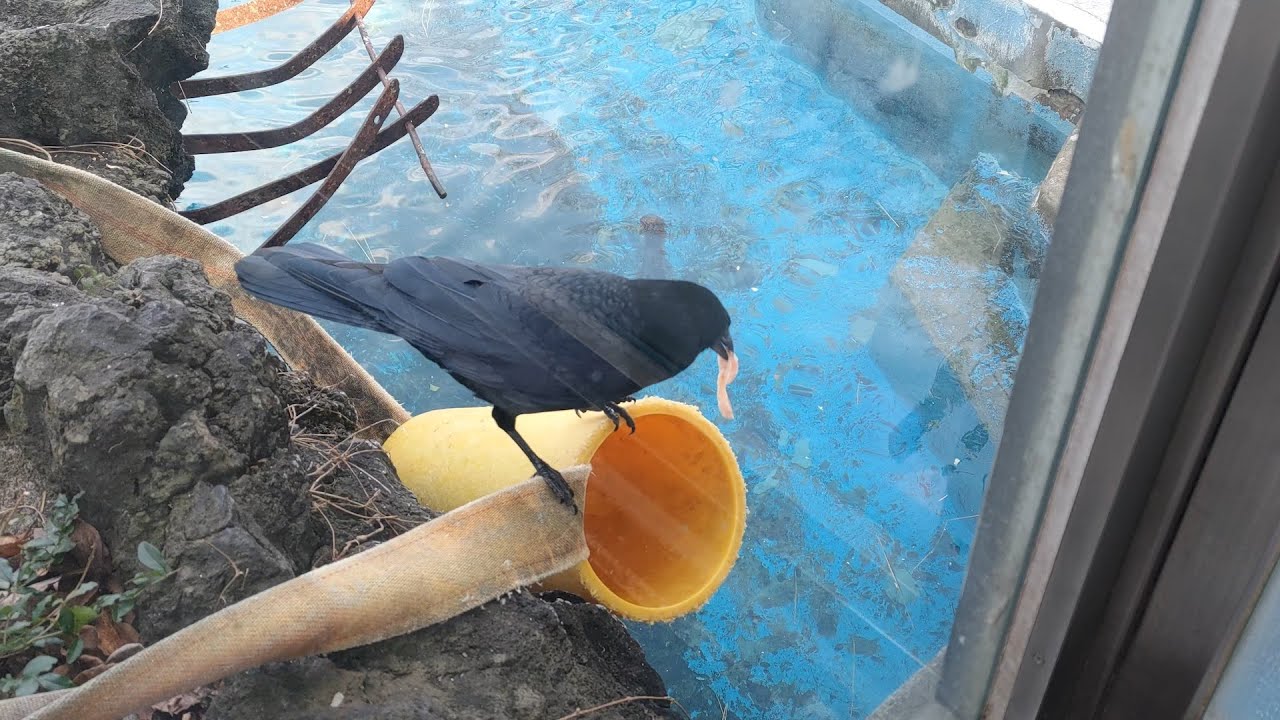 この結末どう思う？？　ホウちゃん…　天王寺動物園のホッキョクグマ 2026年1月24日 12時45分〜13時50分
