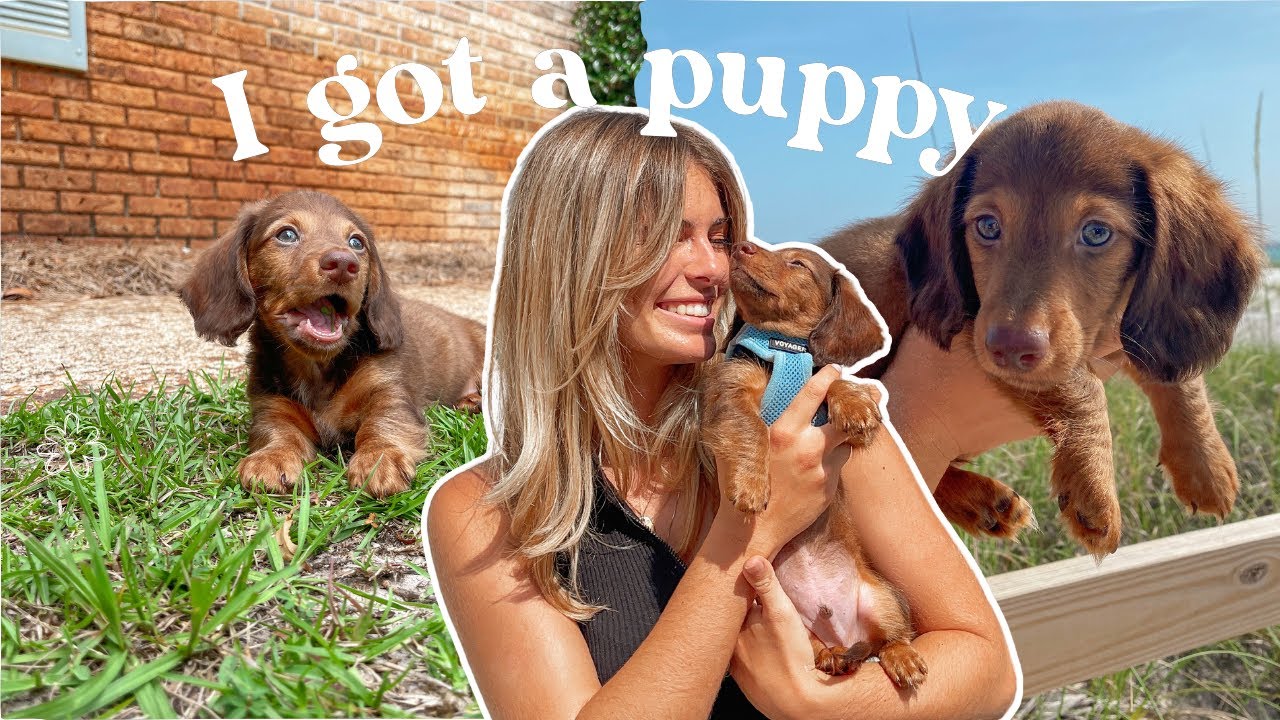 PICKING UP MY MINIATURE DACHSHUND PUPPY *vlog*