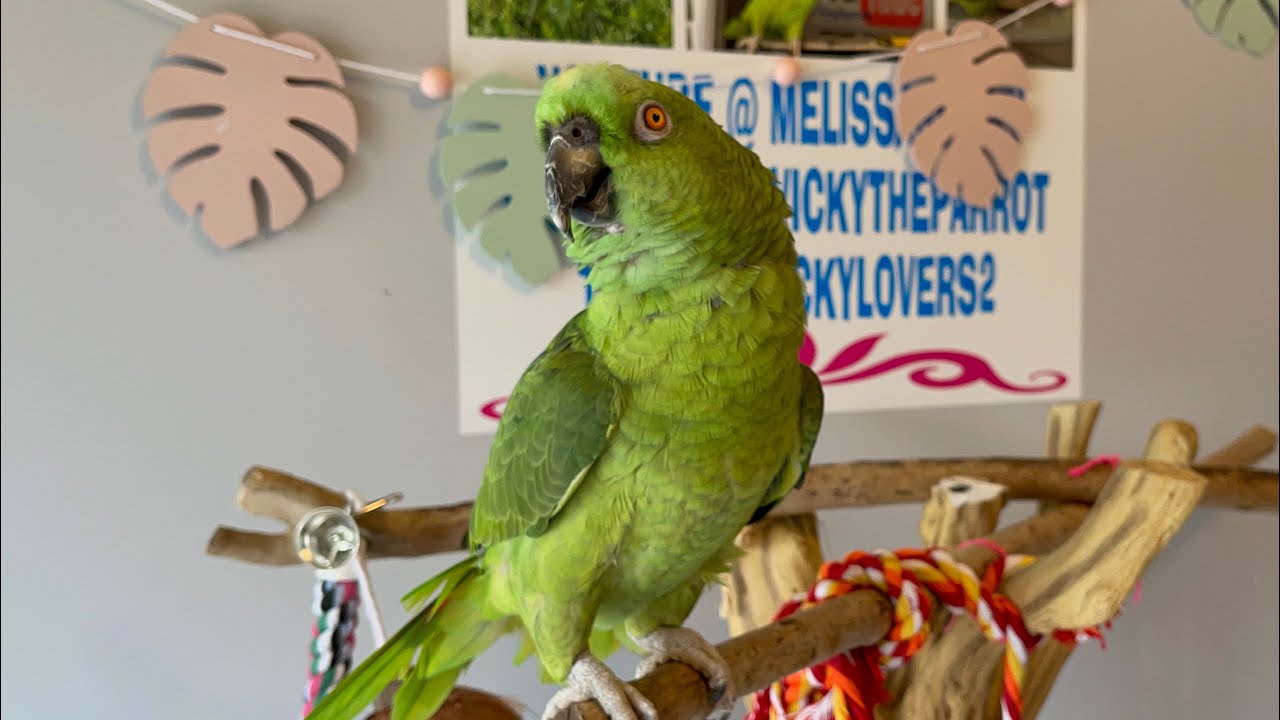 Loro cuenta chisme de su papá/loro llorando y dice que le dirá a su papá que lo regañaron/loros
