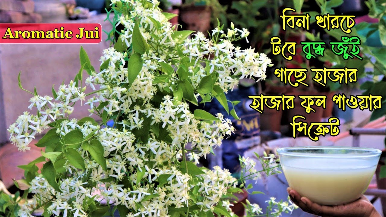টবে বুদ্ধ জুঁই/ তারাঝরা / গাছে হাজার হাজার ফুল পাওয়ার জন্য বিনা খরচে ঘরোয়া সারের ব্যাবহার