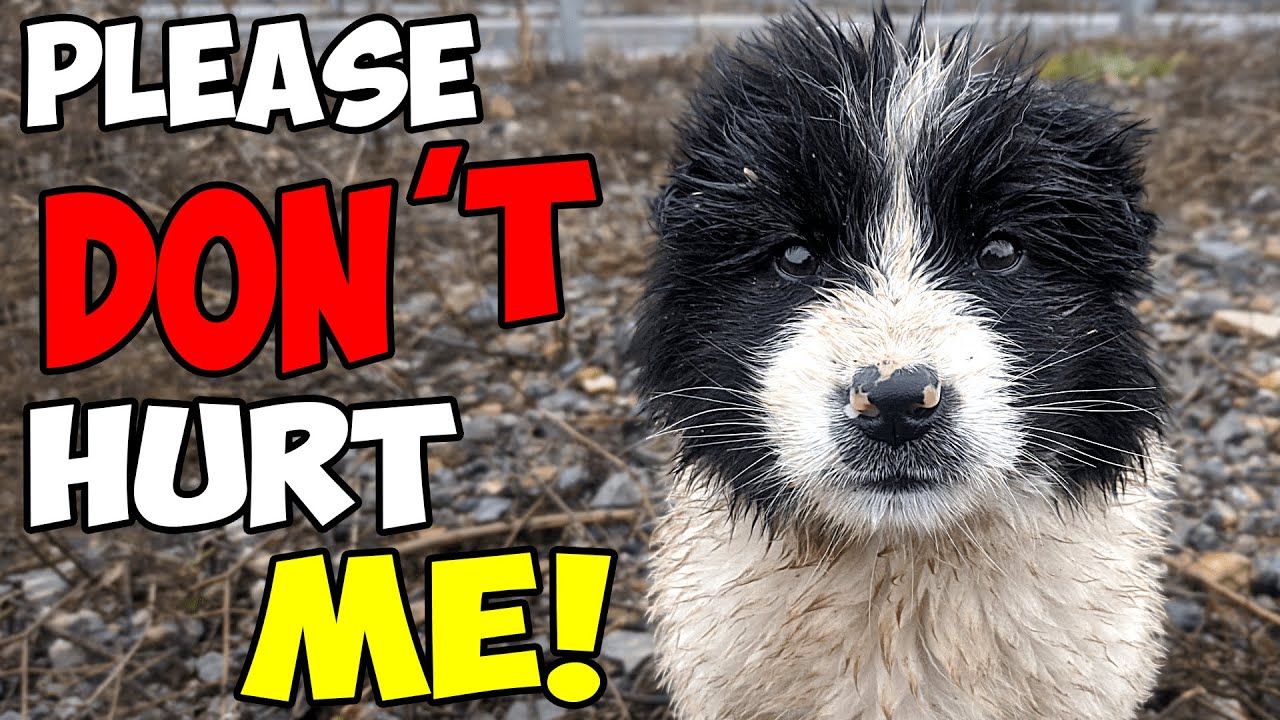 Rescue of an Abused Puppy Thrown Away on the Highway