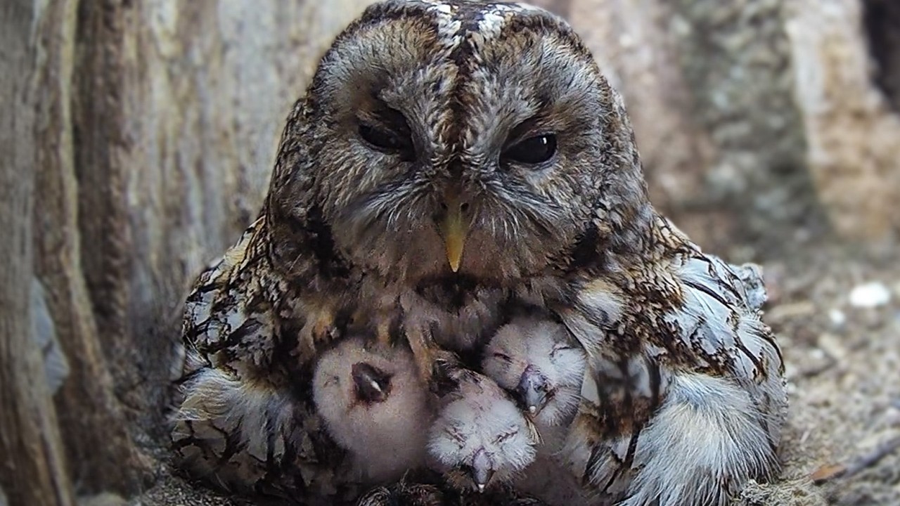 Baby Tawny Owls Hatch And They're Gorgeous ❤🦉 | Luna & Bomber | Robert E Fuller