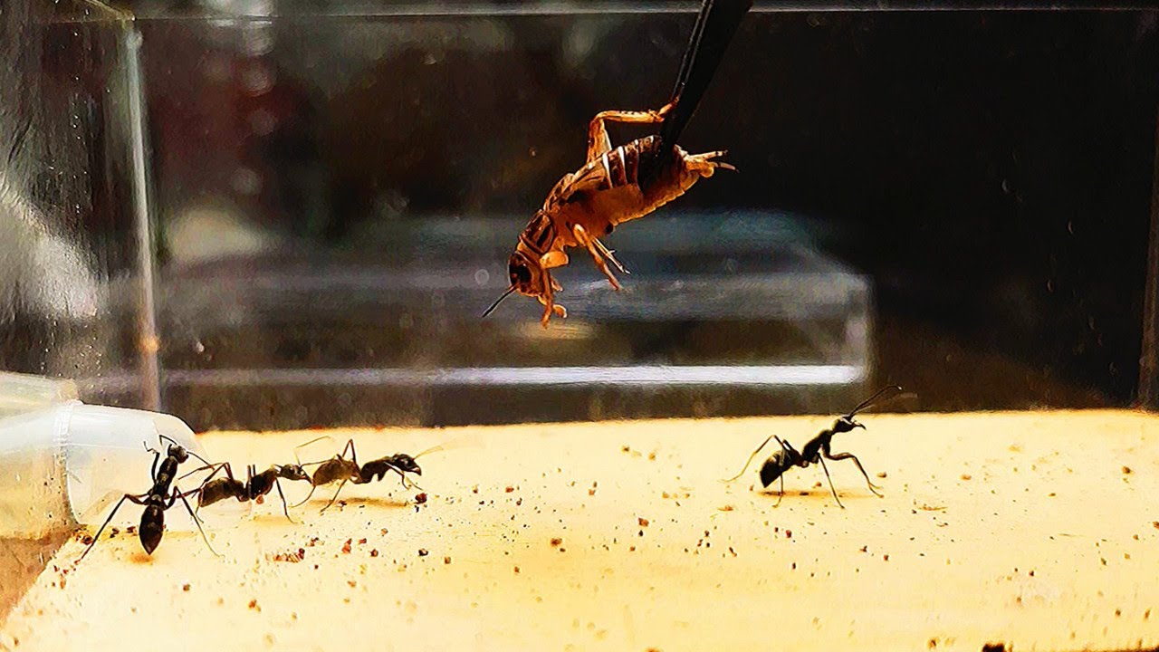 【螞蟻戰爭】饿了七天的蚂蚁，倾巢出击捕食，精彩！   アリ戦争    Ant war